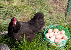 hen-and-eggs