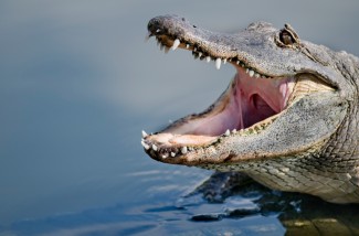 alligator